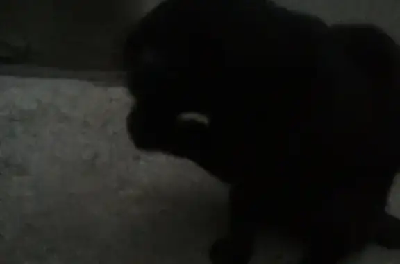 Найден вислоухий кот черного окраса в Московском районе СПб