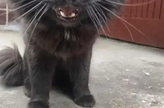 Найден домашний черный кот с белым пятном в Москве.