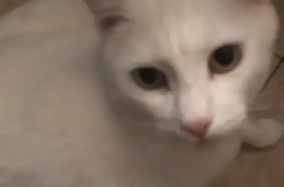 Потерянные животные Москва, фото: Пропала кошка Беляна в Москве