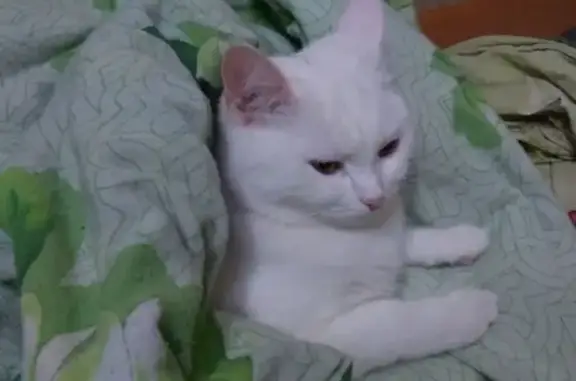 Пропала кошка Белка, 2-й мкр-н 19, Бузулук, Оренбургская область