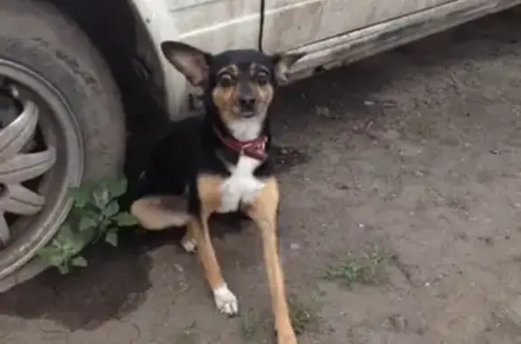 Найдена собака в Красноярске, ошейник красный
