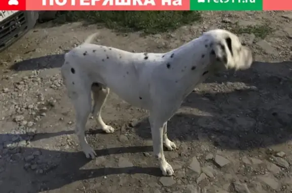 Найдена собака за гипермаркетом «магнит» (Ростов-на-Дону)