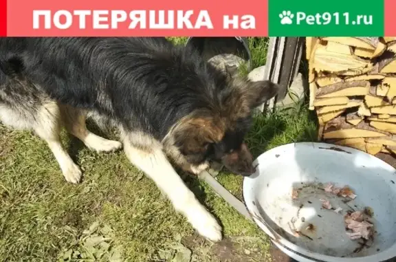 Пропала немецкая овчарка в Мирном, Республика Саха (Якутия)