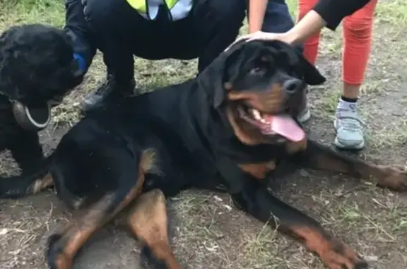 Потерянные животные Москва, фото: Пропала собака в Москве, ротвейлер.