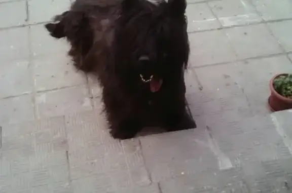 Найдена собака на Свень транспортной, Брянск, Россия