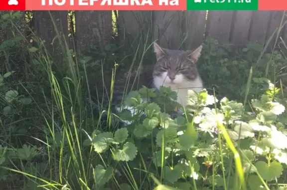 Пропал кот ул. Дзержинского-М. Коркина, вознаграждение.