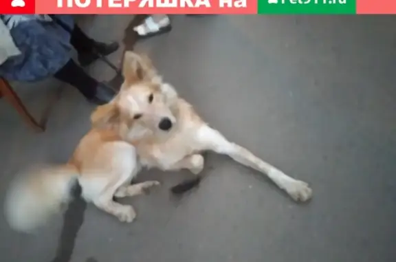 Собака найдена в Сергиевом Посаде, район фабрика-кухня.