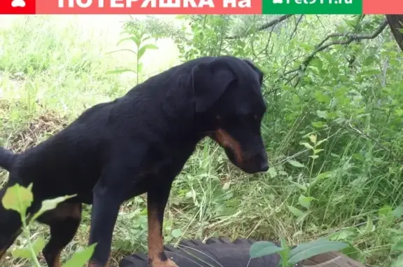 Пропала собака Марта в СНТ Октябрь, Рязань.