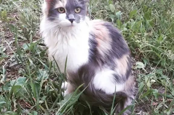 Найдена трехцветная кошка в Твери, ул. Зинаиды Коноплянниковой 6!