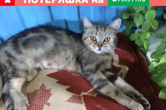 Кошка найдена в Самаре