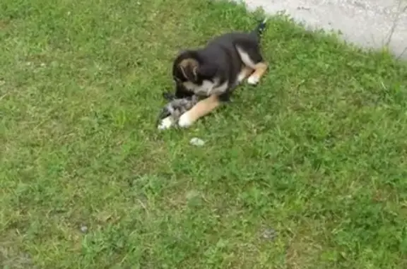 Собаки потеряшки, Псков, фото: Потеряшка собака в неелово 1, Псков