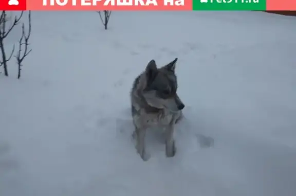 Пропала собака Грей в Бору, Нижегородская область