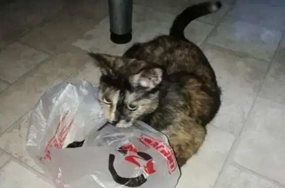 Пропала кошка на Макарихе, Котлас