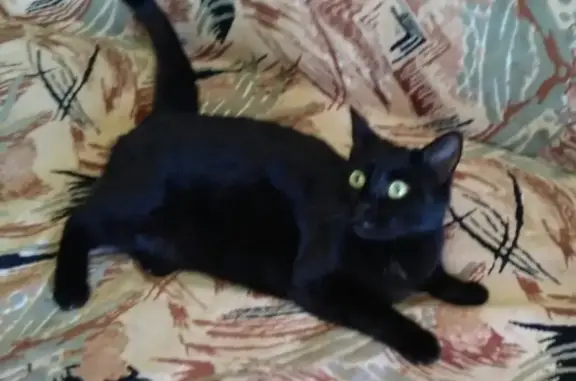 Пропала чёрная кошка на ул. Калиновского, Жодино!