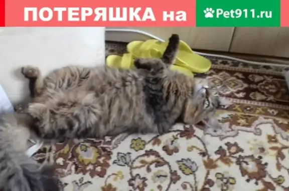 Пропал кот Бося на ул. Академика Павлова 36, ищем!