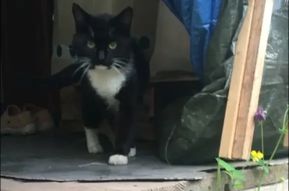 Найден черно-белый кот в деревне Холщёвики, Московская область