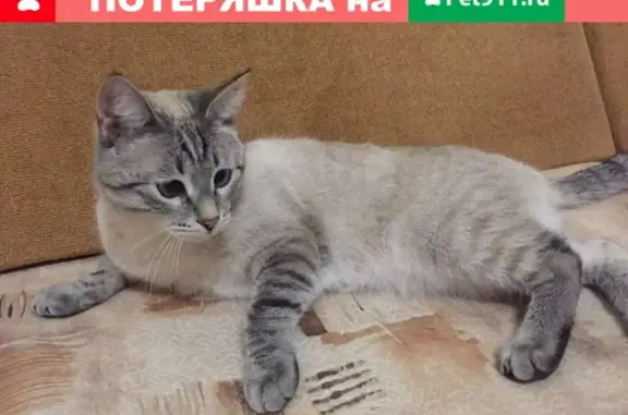 Пропал кот в Ульяновском посёлке Ленинский