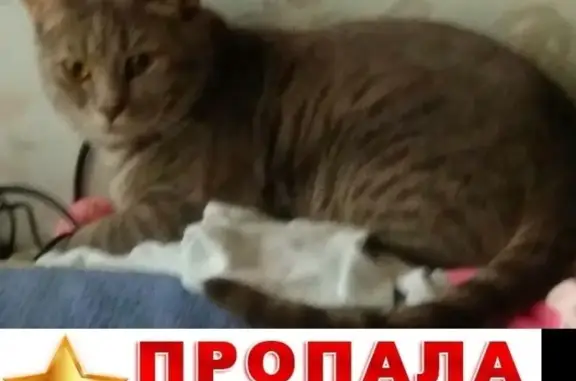 Потерянные животные Москва, фото: Пропала кошка ТИМА, Москва, ул. Большая Академическая, 21А.