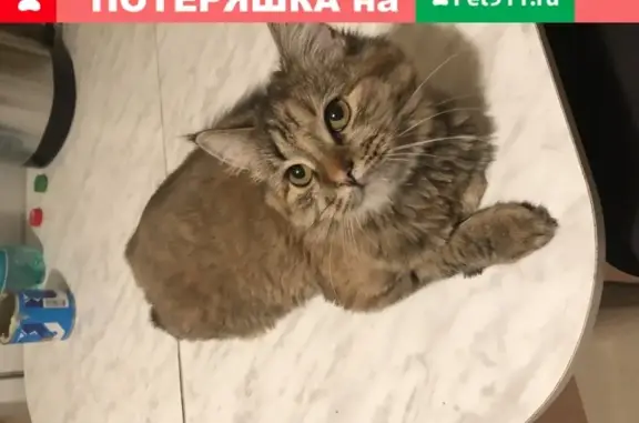 Пропала кошка Моника в Обнинске, ул. Гагарина, 26