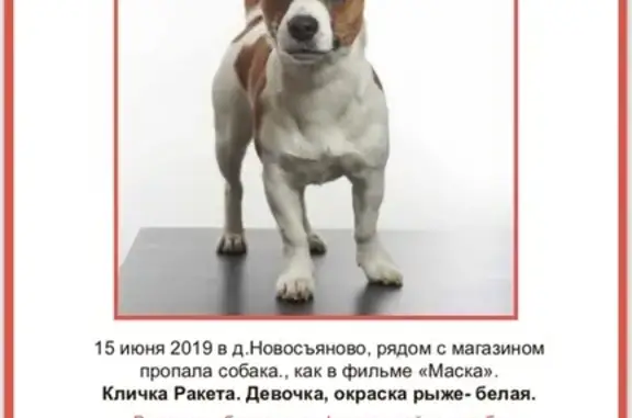 Пропала собака в МО, Горки Ленинские, Новосьяново!