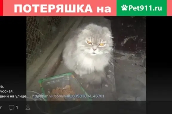 Кошка найдена у метро Белорусская, ищут хозяев.