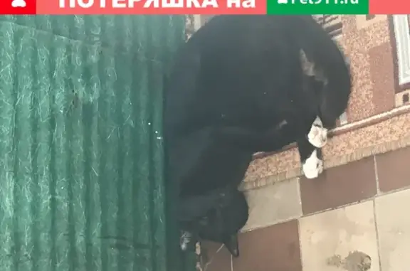 Кошки потеряшки, Москва, фото: Потеряшка чёрный кот Марсик на ул. Ф. Полетаева (Москва)