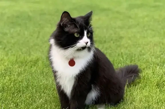 Кошки потеряшки, Москва, фото: Потеряшка кошка Пушок в деревне Аносино, Московская область