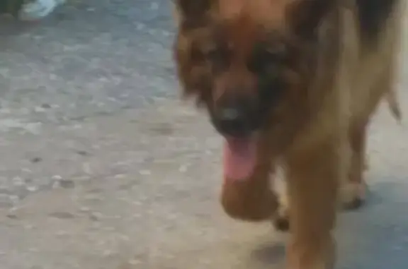 Найдена собака на ул. Ленина, Новороссийск