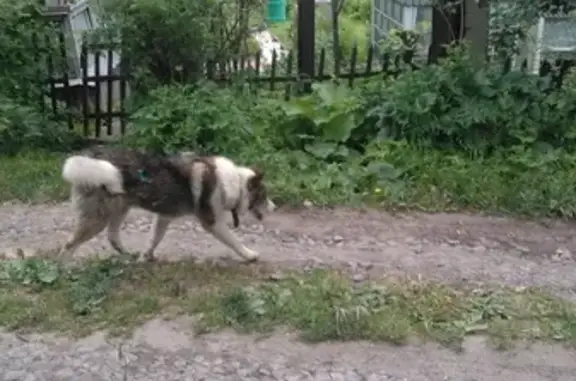 Найдена собака лайки в Новолуговском сельсовете