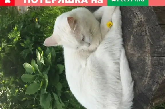 Пропала белая кошка в Красногорске, может быть в Опалихе