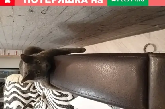 Пропала кошка Чип на Горной улице, Россия, Сахалинская область