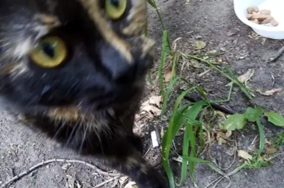 Найдена кошка в Большом Семеновском районе, Москва
