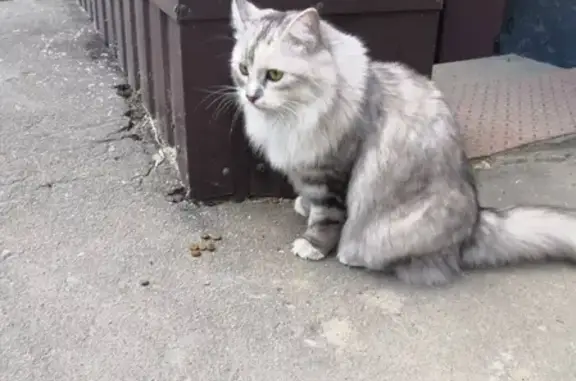Найдена кошка на ул. Тернопольской
