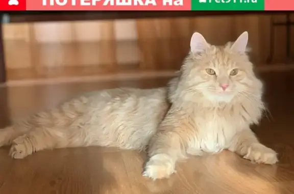 Пропала кошка Мося в районе Чкаловские просторы, Новосибирск.