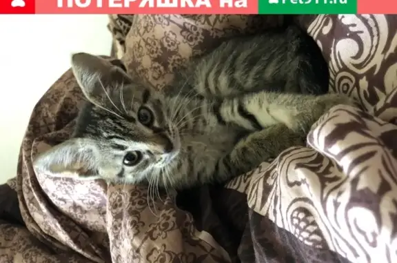 Найдена серая кошка на ул. Санаторной, Sochi