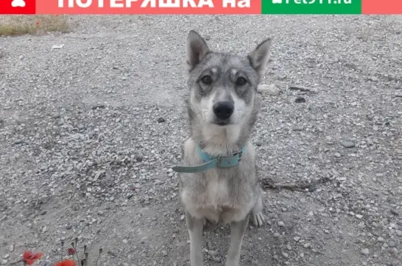 Пропала собака в Судаке на набережной
