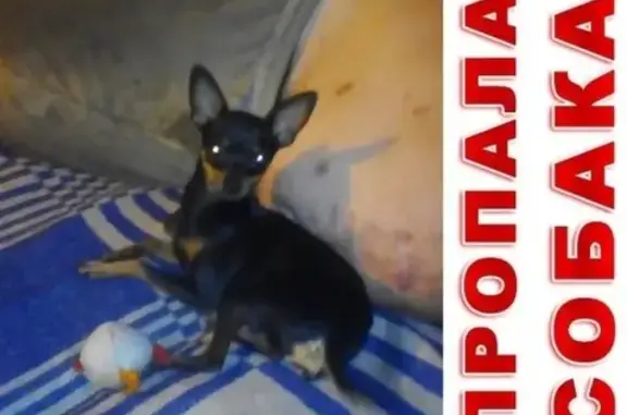 Собака Хана потерялась возле озера в Чурилово, Челябинск