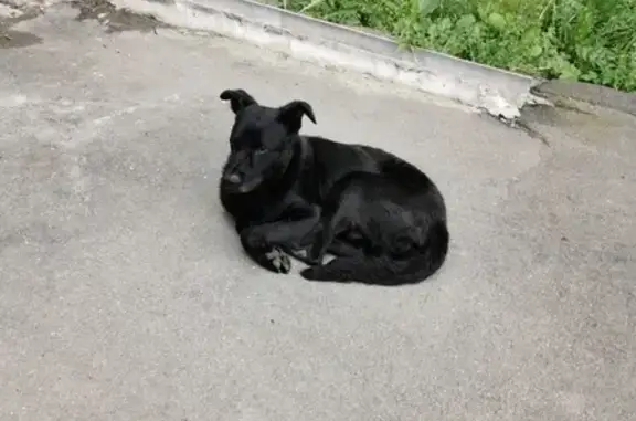 Найдена собака на Чертановской, чёрный мальчик с следами от ошейника