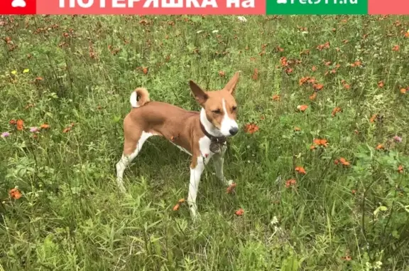 Пропала собака в Санкт-Петербурге на Ленинградской, 38