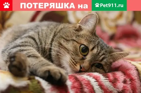 Пропала кошка на ул. Преображенской, 45.