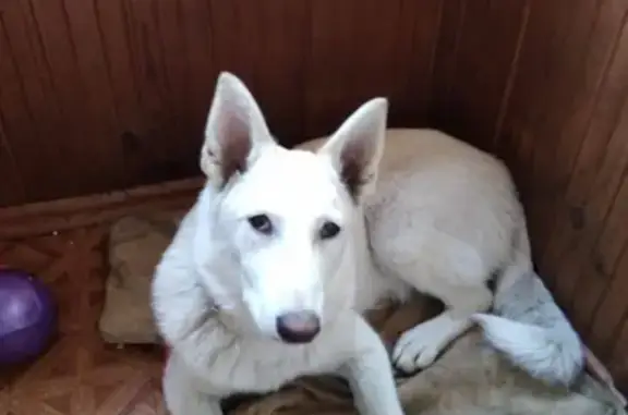 Пропала собака в Ленинском районе Новосибирска