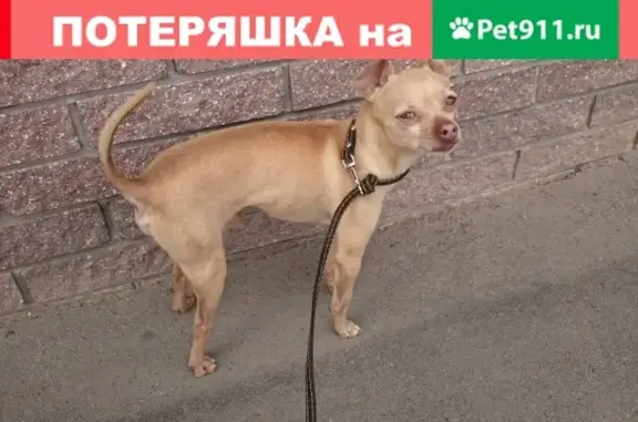 Собака Той терьер найдена в Мытищах