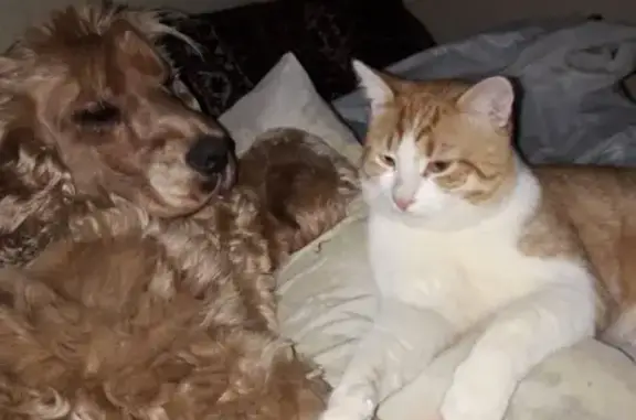 Собаки потеряшки, Москва, фото: Потеряшка собака 