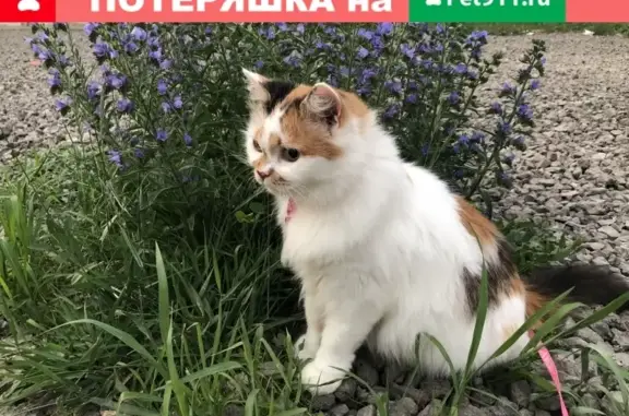 Найдена кошка на ул. Ореховая в Тамбове: ищу хозяев!