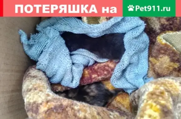 Котята найдены на улице Ташкентской