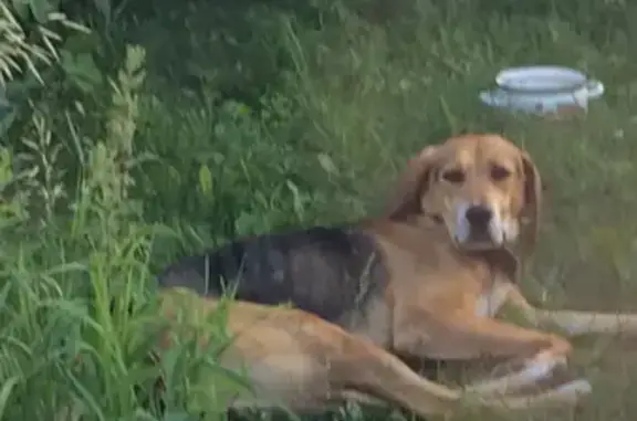 Найдена рыжая собака в деревне Васькино