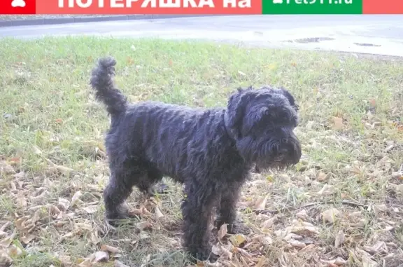 Пропала слепая собака на ул. Белинского, Казань
