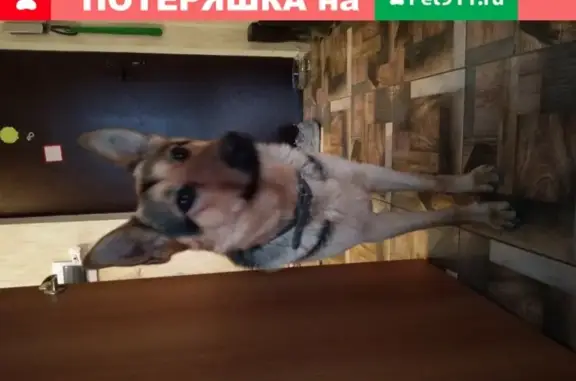 Найдена домашняя собака в ошейнике возле метро Рыбацкое