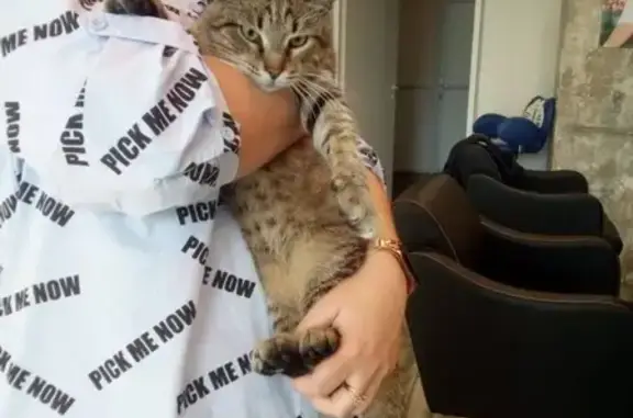 Найден молодой тигровый кот на Изумрудной ул.