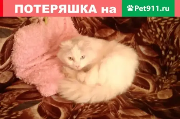 Пропала кошка Лаки, ул. Шевцовой 52, Шахты.
